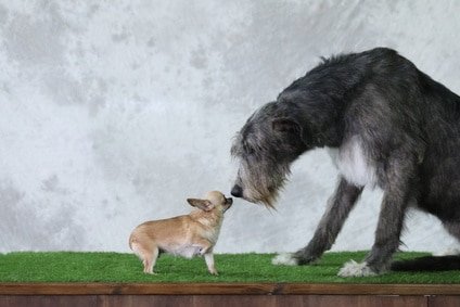 Schützen Sie Ihren "sanften Riesen" mit der Hundekrankenversicherung für Irischer Wolfshund