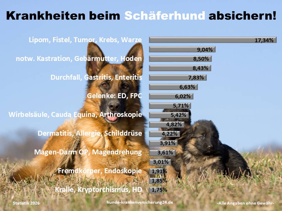 Hundekrankenversicherung für Schäferhund Krankheiten und Tierarztkosten