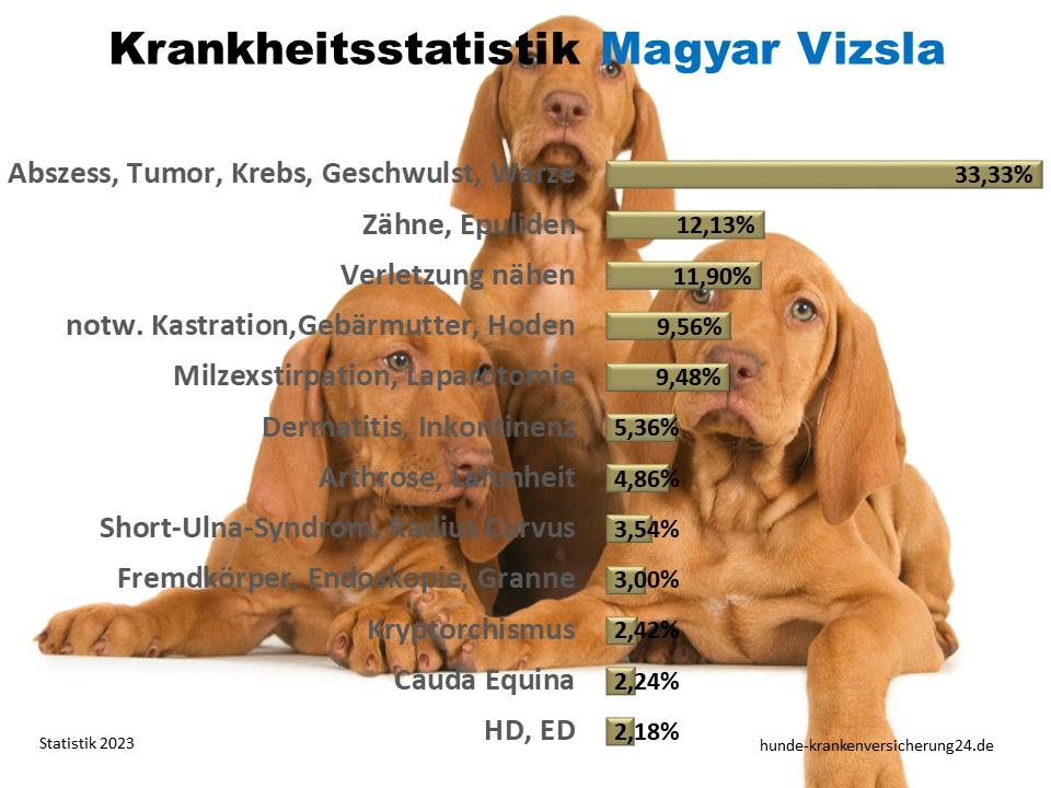 Häufige Magyar Vizsla Krankheiten und Tierarztkosten