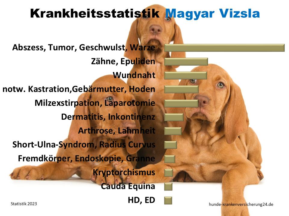 Die beste Hundekrankenversicherung für Magyar Vizsla hier bei uns!