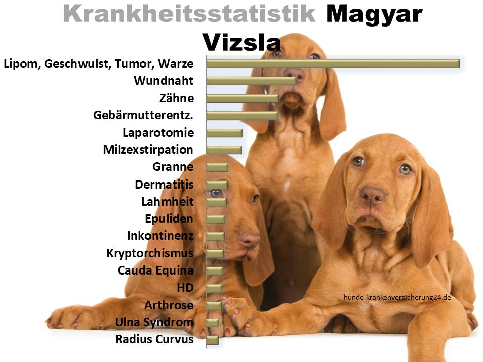Statistik über häufige Magyar Vizsla Krankheiten