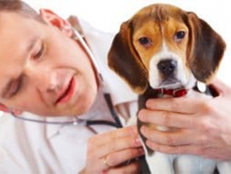 Beagle Hundekrankenversicherung