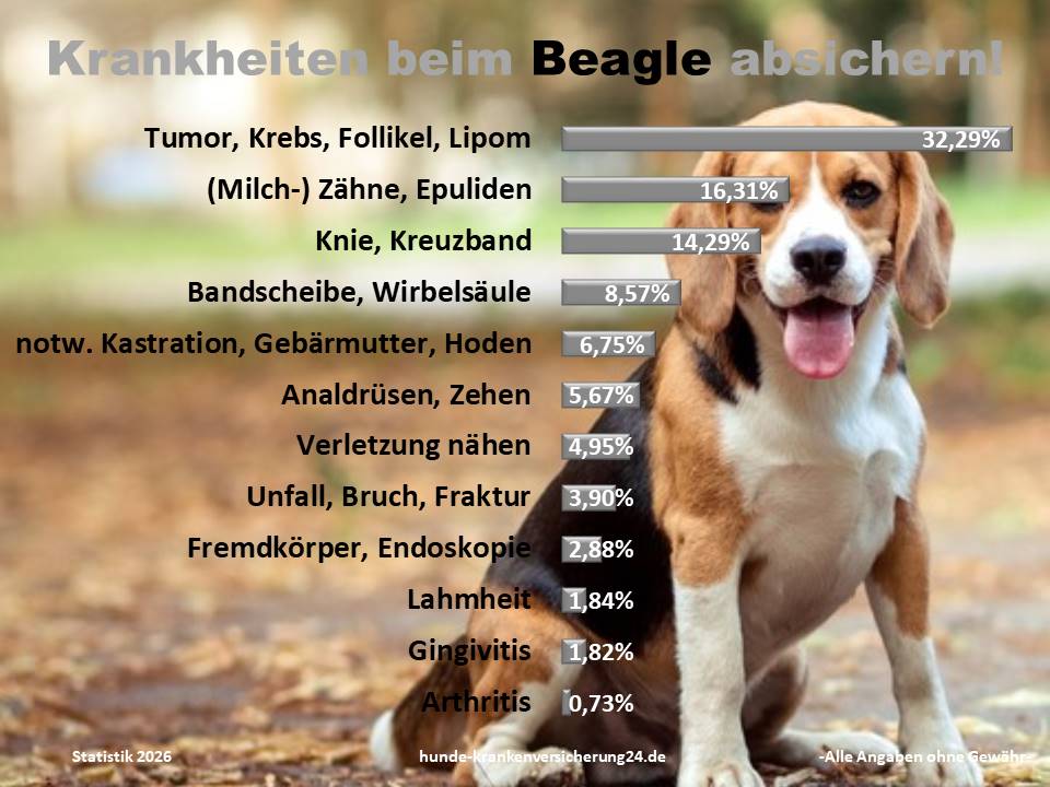 Hundekrankenversicherung für Beagle Krankheiten und Tierarztkosten
