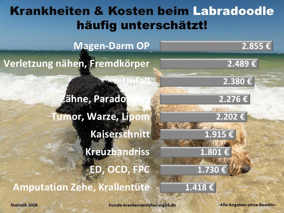 Hundekrankenversicherung für Labradoodle Krankheiten und Tierarztkosten
