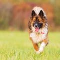Hundekrankenversicherung für ELO