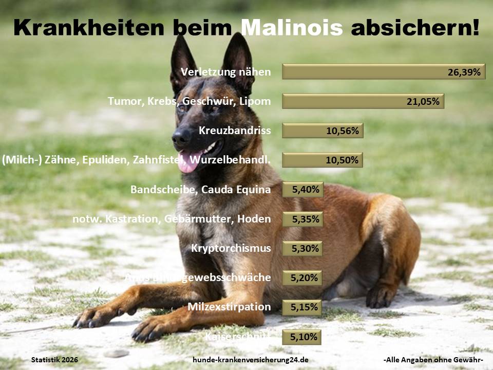 Hundekrankenversicherung für Malinois Krankheiten und Tierarztkosten