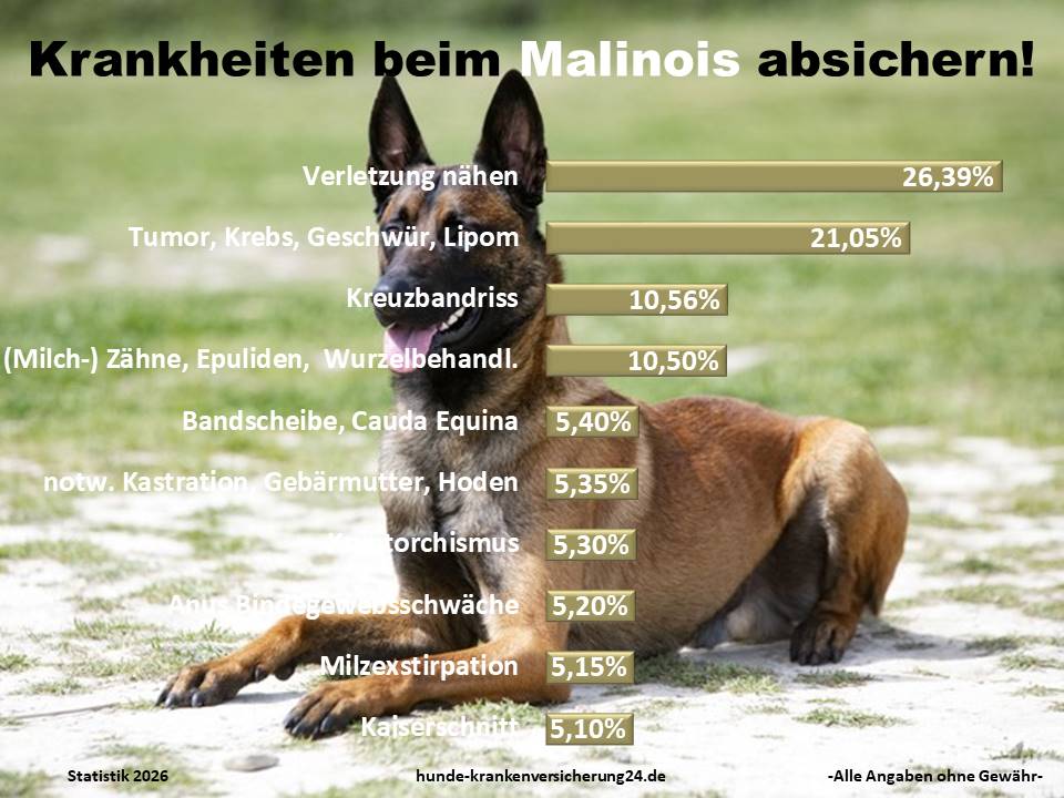 Hundekrankenversicherung für Malinois Krankheiten und Tierarztkosten