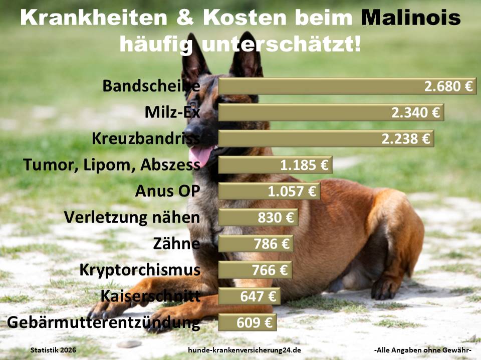 Hundekrankenversicherung für Malinois Krankheiten und Tierarztkosten