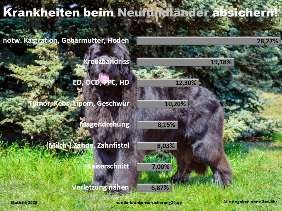 Hundekrankenversicherung für Neufundländer Krankheiten und Tierarztkosten
