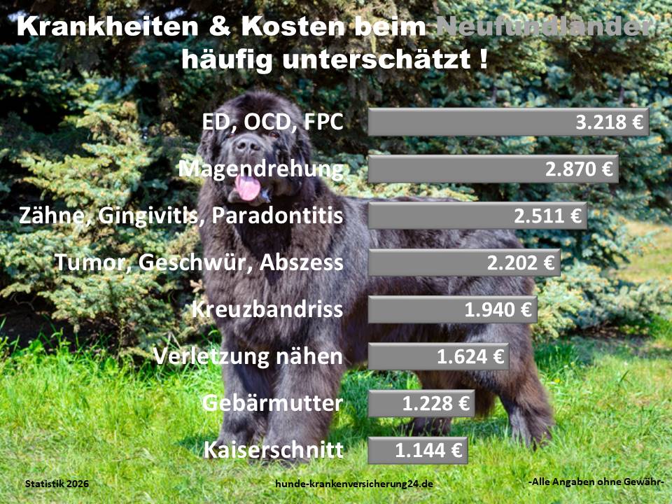 Hundekrankenversicherung für Neufundländer Krankheiten und Tierarztkosten