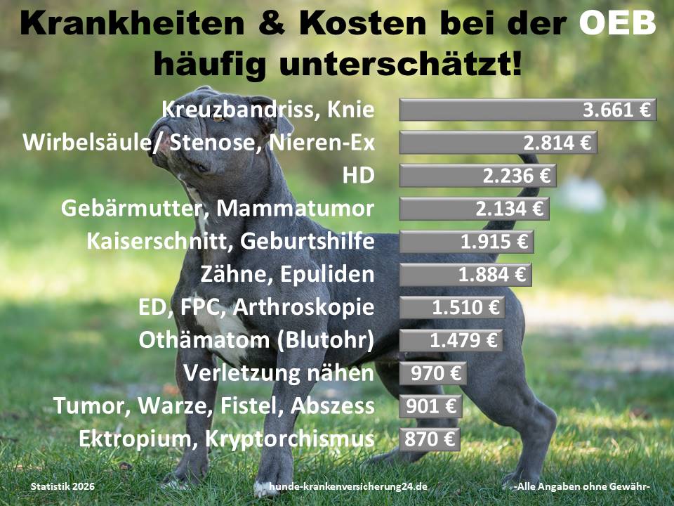 Hundekrankenversicherung für Old English Bulldog Krankheiten und Tierarztkosten
