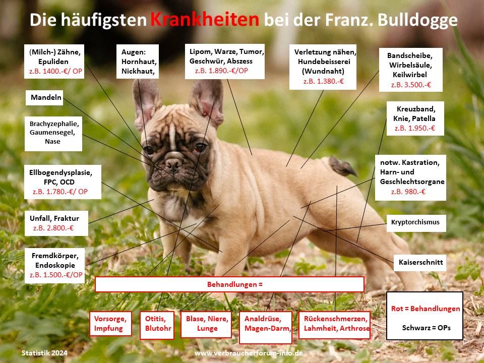 Französische Bulldogge häufigste Krankheiten und Tierarztkosten