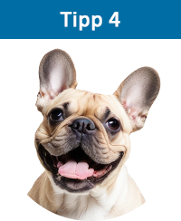 Hundekrankenversicherung für Französische Bulldogge trotz Vorerkrankung