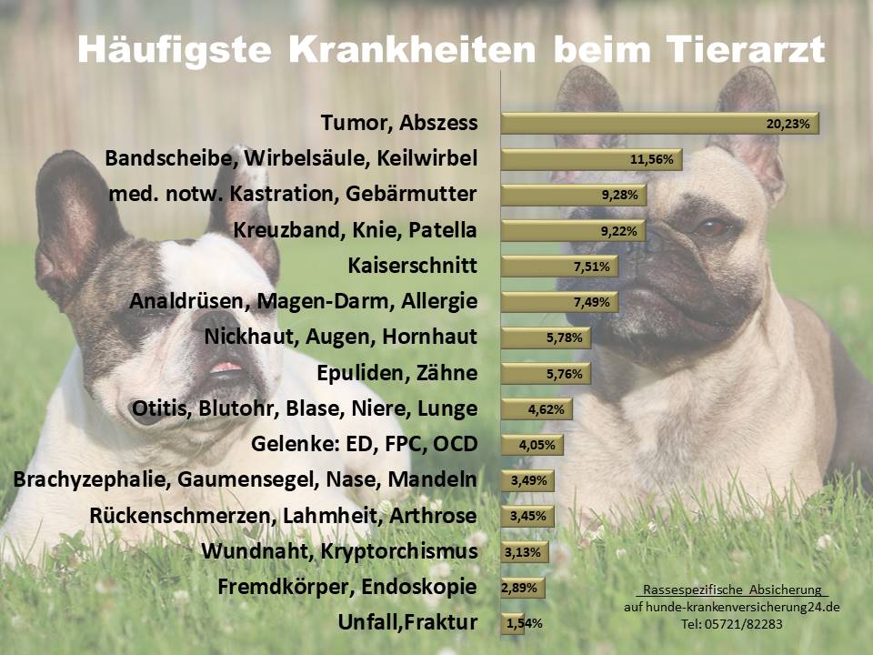 Französische Bulldogge häufigste Krankheiten und Tierarztkosten