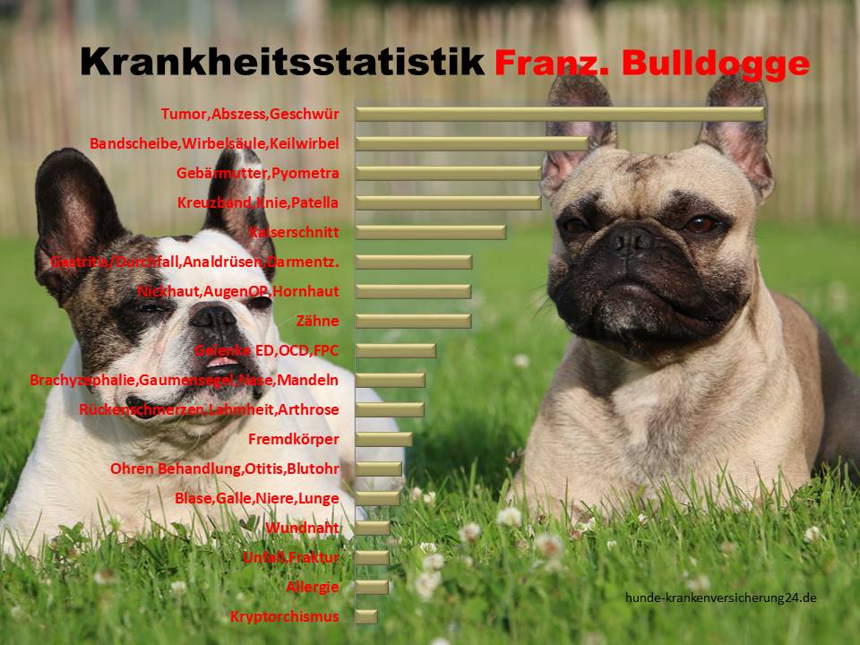 Französische Bulldogge Krankheiten Statistik