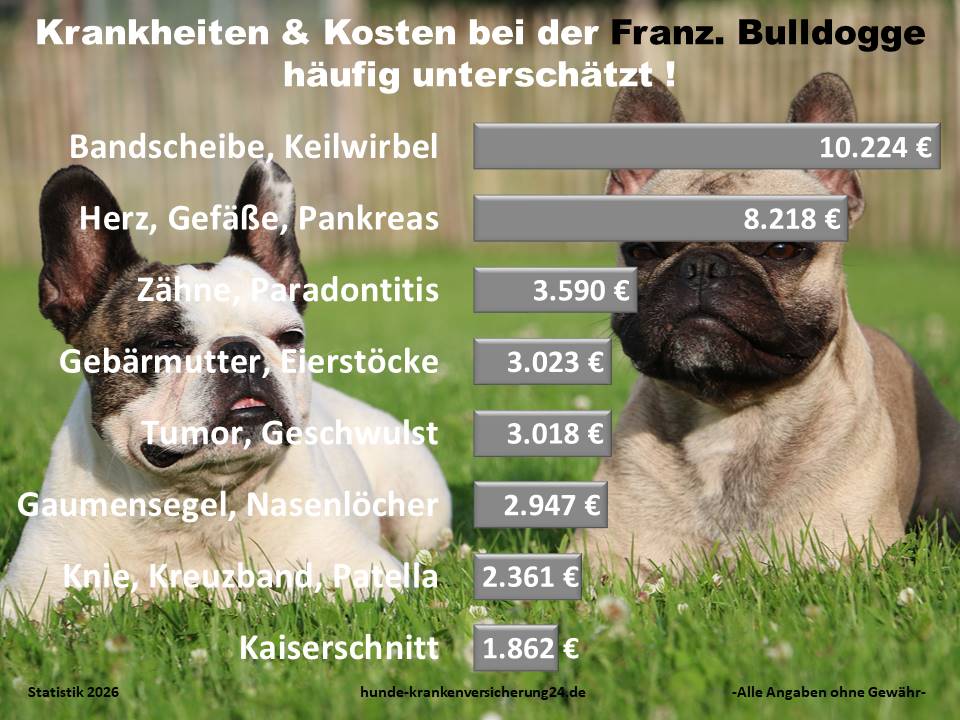 Hundekrankenversicherung für Französische Bulldogge Krankheiten und Tierarztkosten