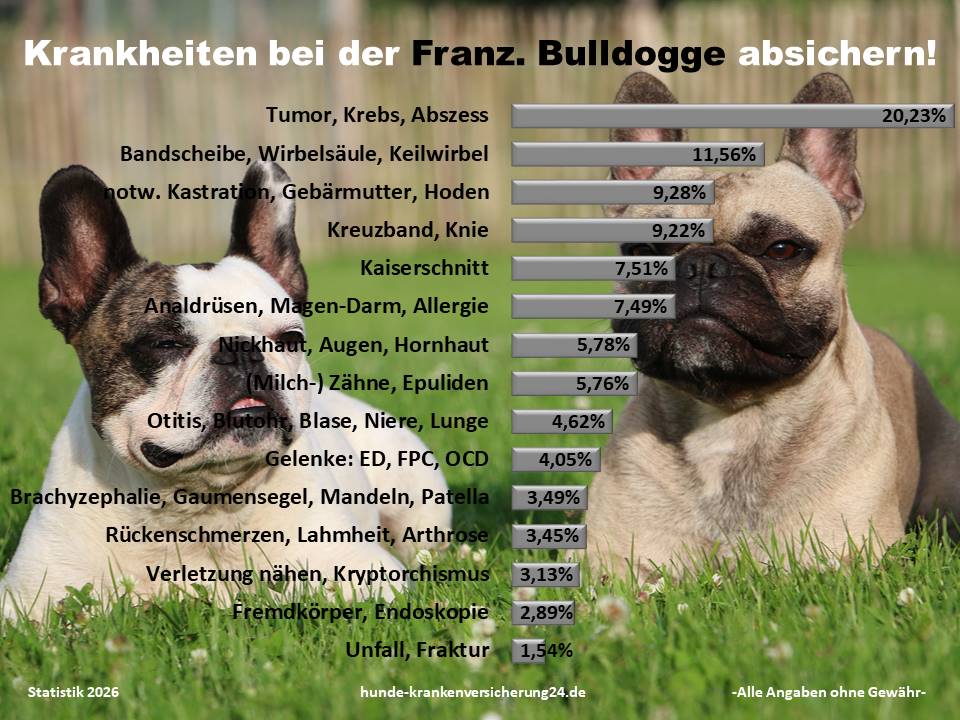 Hundekrankenversicherung für Französische Bulldogge Krankheiten und Tierarztkosten