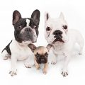 Mit der Hundekrankenversicherung für Französische Bulldogge können Hund und Halter das Leben genießen!