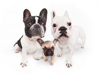 Mit der Hundekrankenversicherung für Französische Bulldogge können Hund und Halter das Leben genießen!