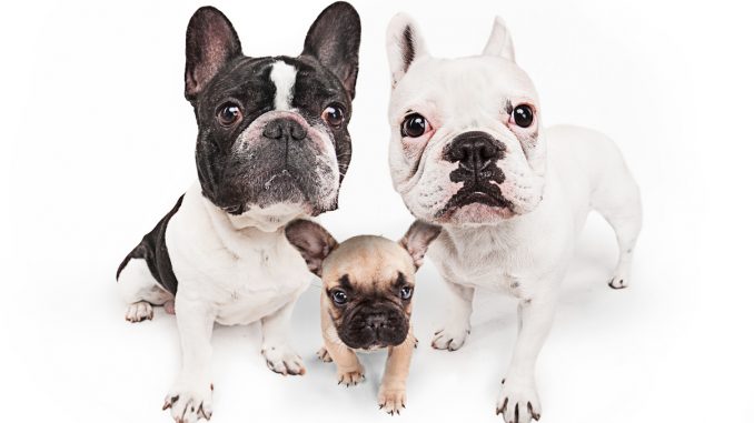 Mit der Hundekrankenversicherung für Französische Bulldogge können Hund und Halter das Leben genießen!