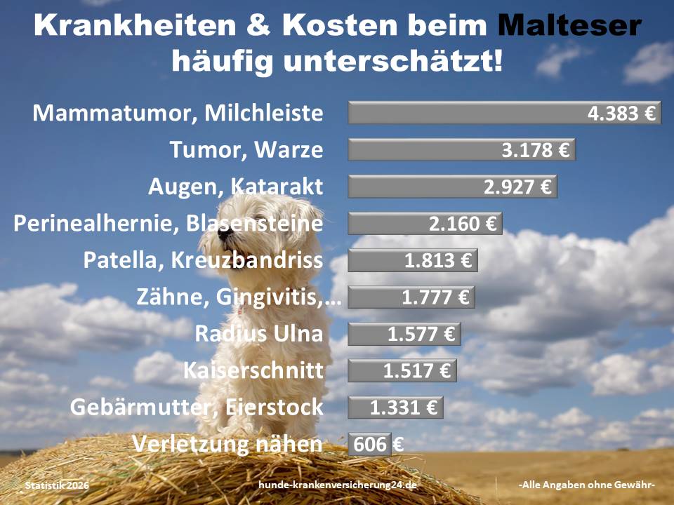 Hundekrankenversicherung für Malteser Krankheiten und Tierarztkosten