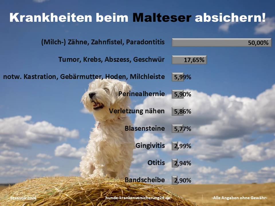 Hundekrankenversicherung für Malteser Krankheiten und Tierarztkosten