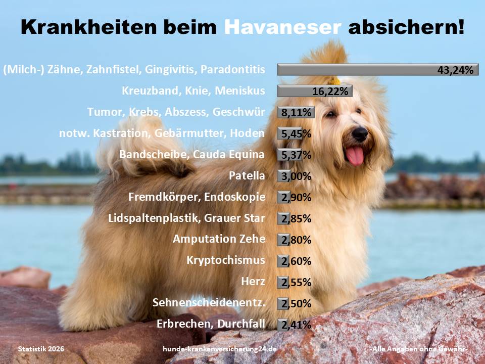 Hundekrankenversicherung für Havaneser Krankheiten und Tierarztkosten