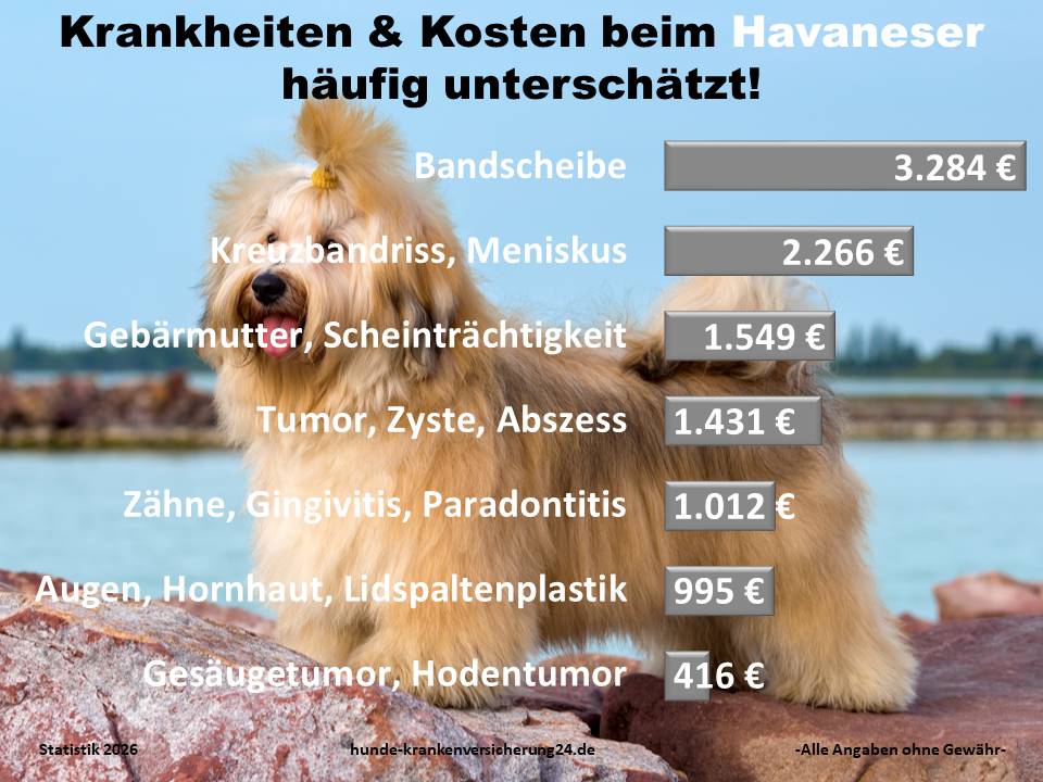 Hundekrankenversicherung für Havaneser Krankheiten und Tierarztkosten