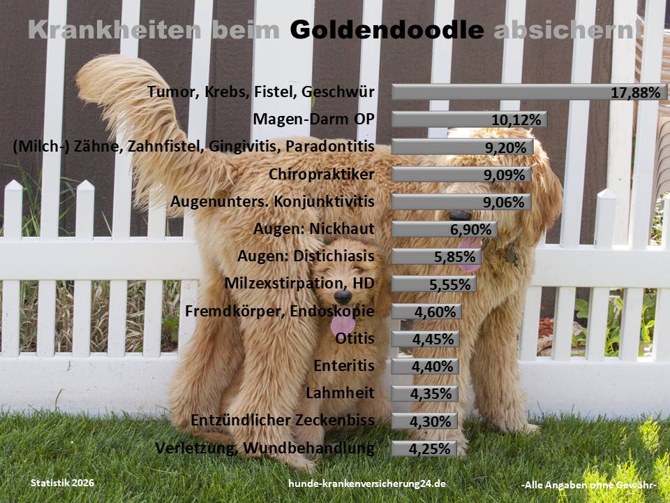 Hundekrankenversicherung für Goldendoodle Krankheiten und Tierarztkosten
