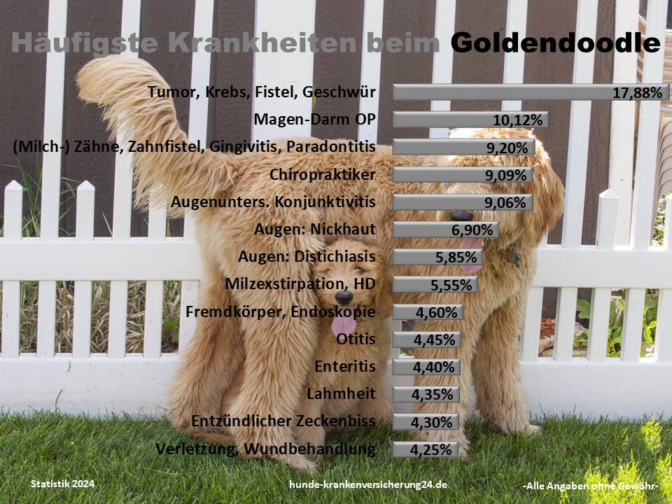Häufige Goldendoodle Krankheiten und Tierarztkosten