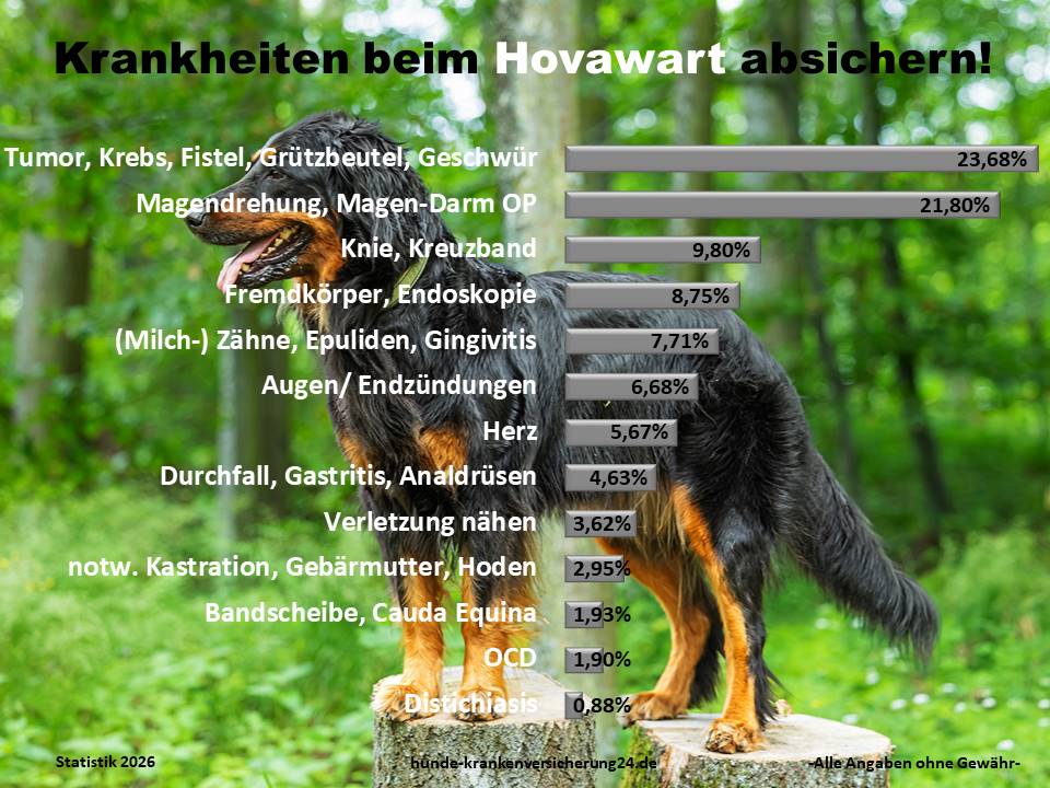 Hundekrankenversicherung für Hovawart Krankheiten und Tierarztkosten