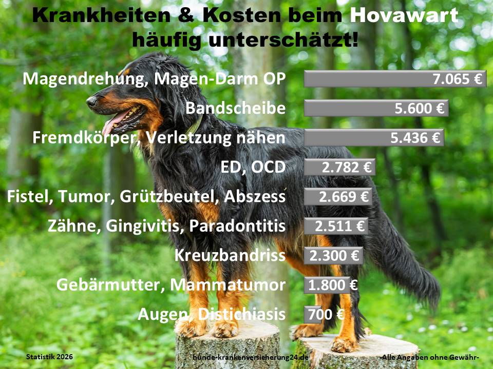 Hundekrankenversicherung für Hovawart Krankheiten und Tierarztkosten