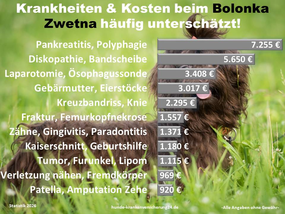 Hundekrankenversicherung für Bolonka Zwetna Krankheiten und Tierarztkosten