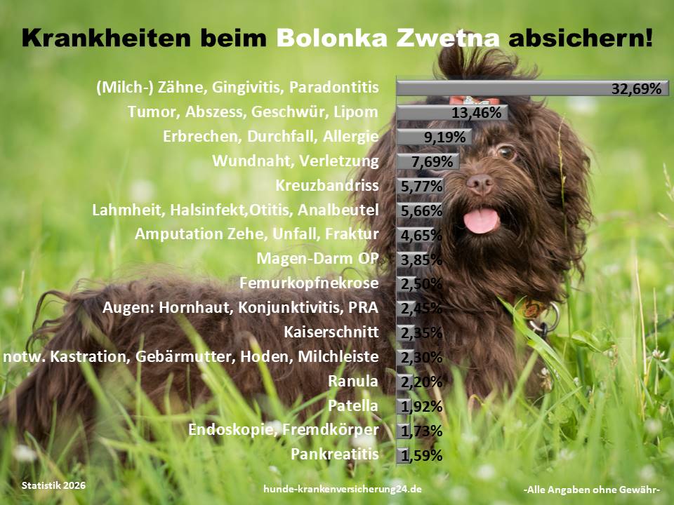 Hundekrankenversicherung für Bolonka Zwetna Krankheiten und Tierarztkosten