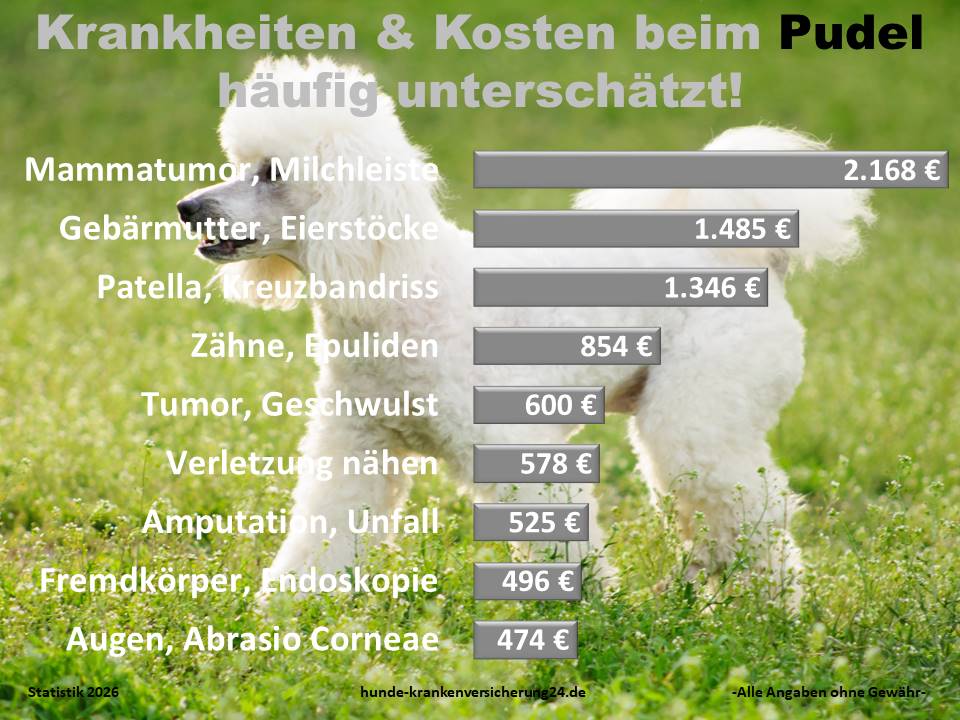 Hundekrankenversicherung für Pudel Krankheiten und Tierarztkosten