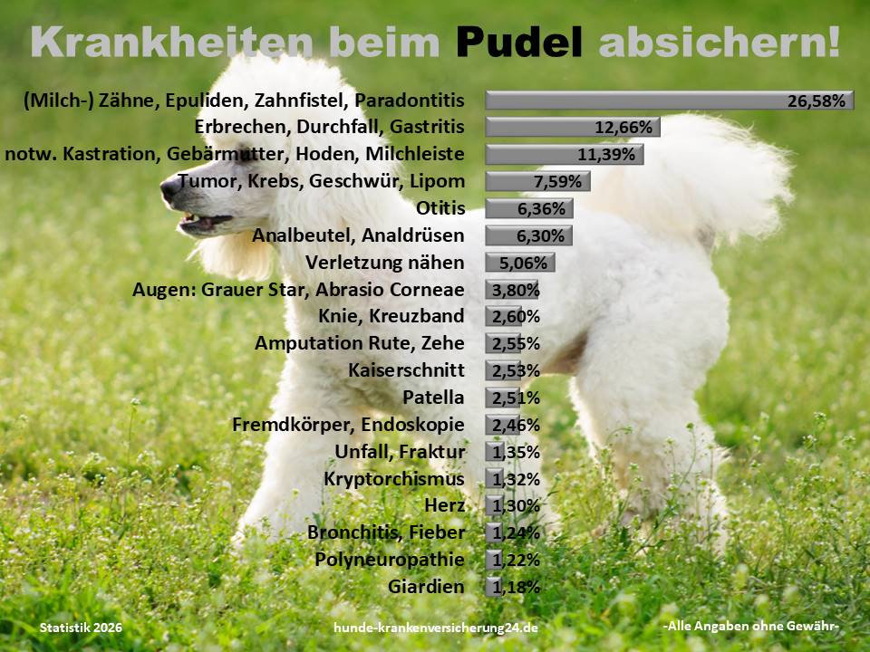Hundekrankenversicherung für Pudel Krankheiten und Tierarztkosten