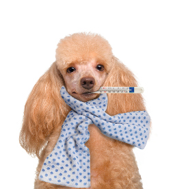 Pudel Hundekrankenversicherung für 100%igen Schutz!