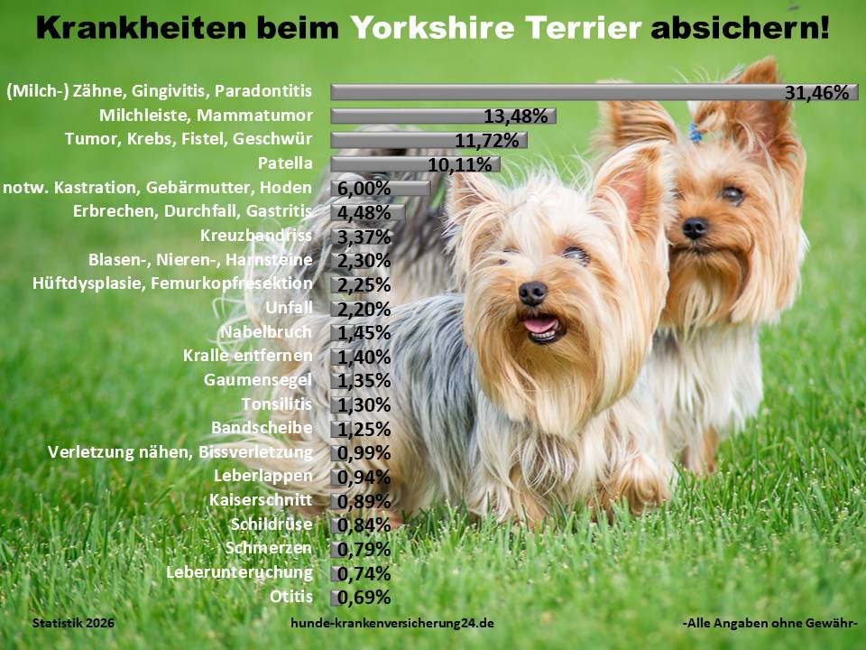 Hundekrankenversicherung für Yorkshire-Terrier Krankheiten und Tierarztkosten