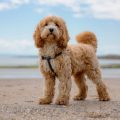 Rundumschutz mit der Hundekrankenversicherung für Cockapoo
