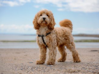 Rundumschutz mit der Hundekrankenversicherung für Cockapoo