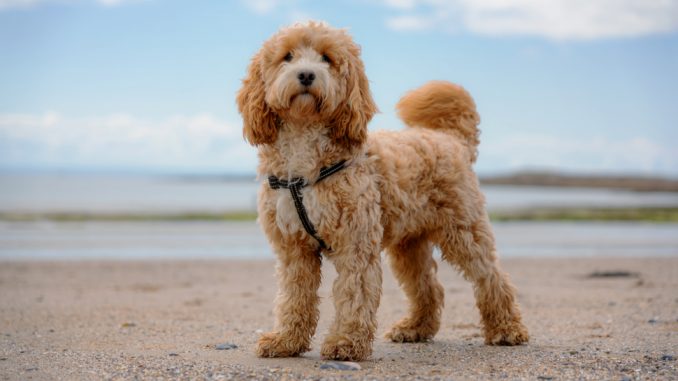 Rundumschutz mit der Hundekrankenversicherung für Cockapoo