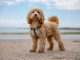 Rundumschutz mit der Hundekrankenversicherung für Cockapoo