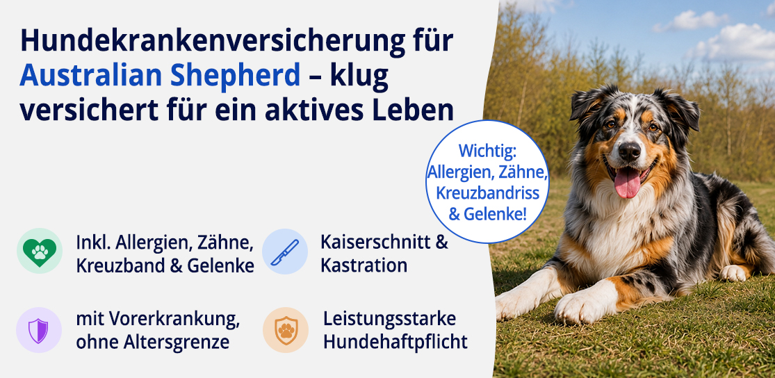Hundekrankenversicherung für Australian Shepherd