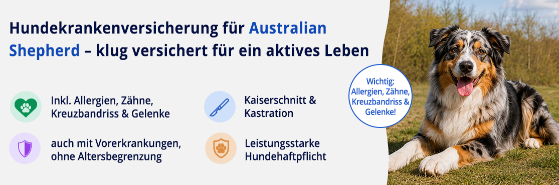 Hundekrankenversicherung für Australian Shepherd