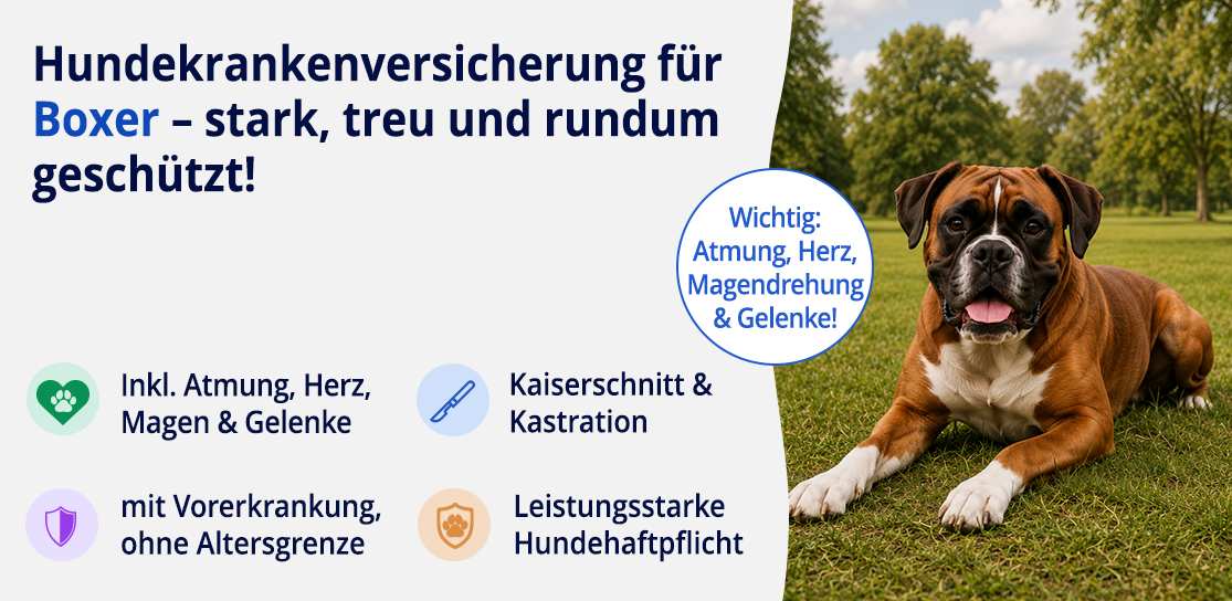 Hundekrankenversicherung für Boxer