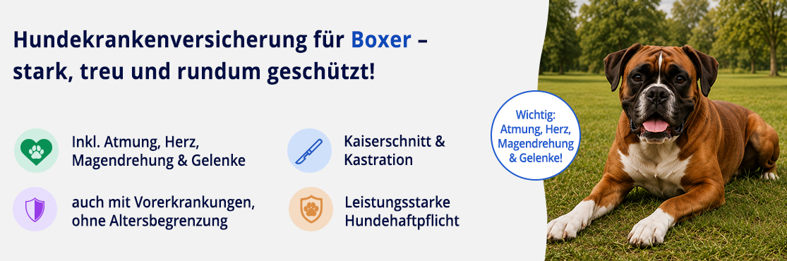 Hundekrankenversicherung für Boxer