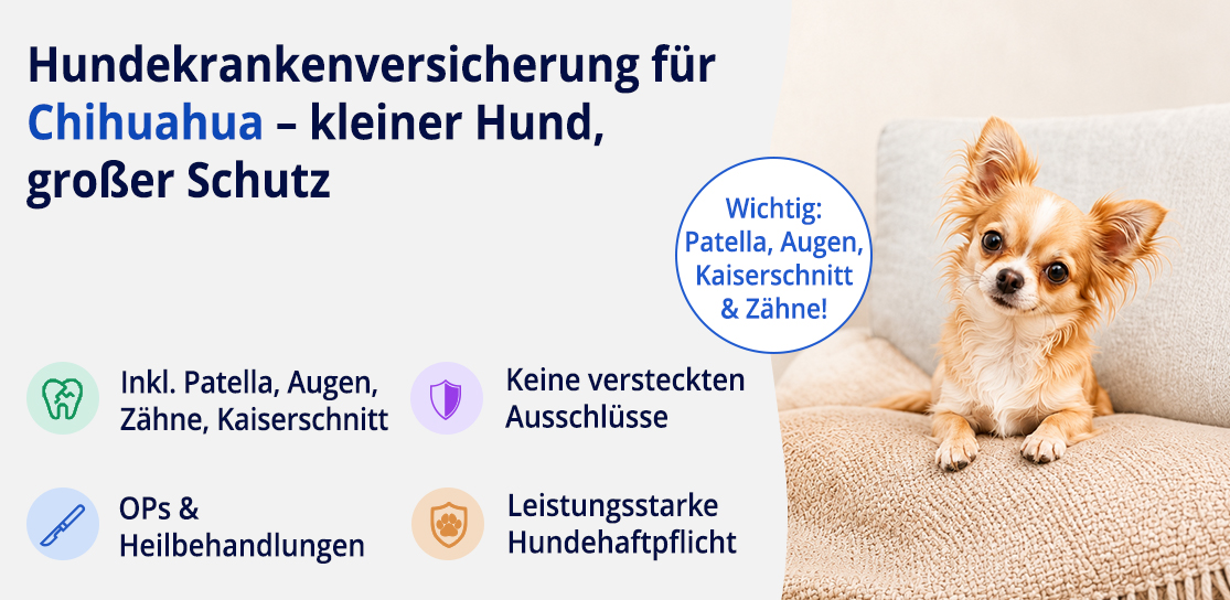 Hundekrankenversicherung für Chihuahua