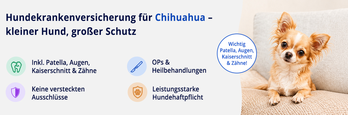 Hundekrankenversicherung für Chihuahua