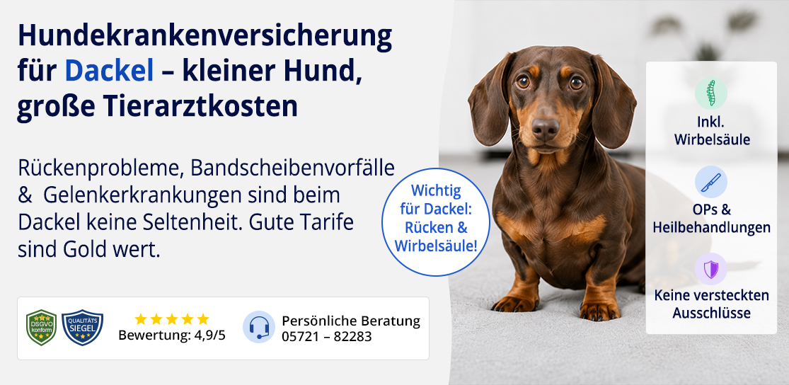 Hundekrankenversicherung für Dackel