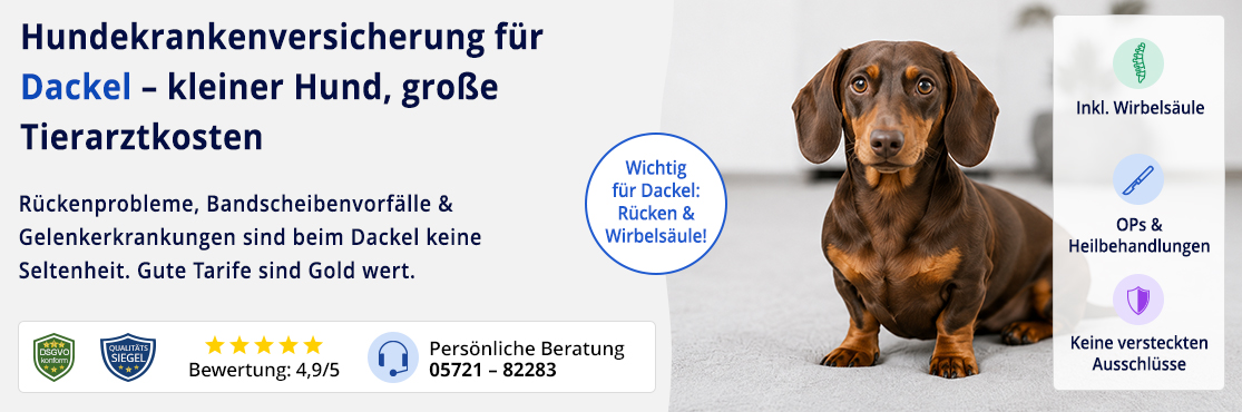 Hundekrankenversicherung für Dackel